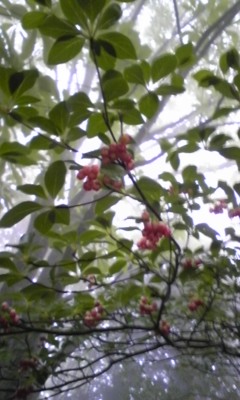 六甲高山植物園